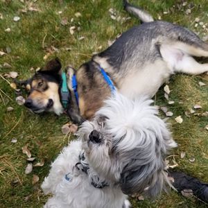 Meet your Posher, Jayden